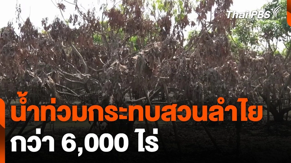 น้ำท่วมกระทบสวนลำไย กว่า 6,000 ไร่