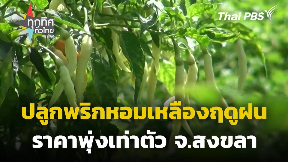 ปลูกพริกหอมเหลืองฤดูฝนราคาพุ่งเท่าตัว จ.สงขลา