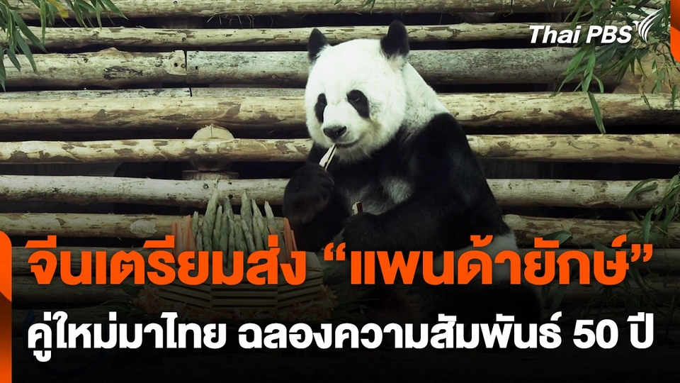 จีนเตรียมส่ง "แพนด้ายักษ์" คู่ใหม่มาไทย ฉลองความสัมพันธ์ 50 ปี
