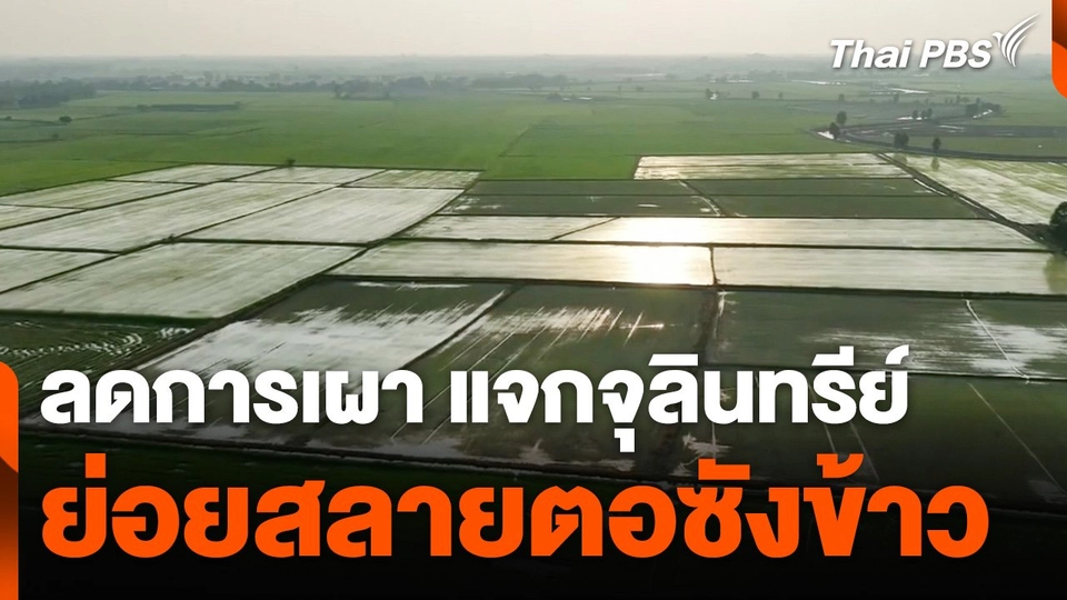 นำร่อง 6 จังหวัด แจกจุลินทรีย์ย่อยสลายตอซังข้าว ลดการเผา