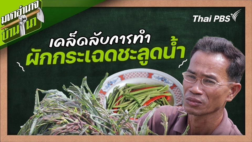 สูตรลับฉบับบ้านนา : เคล็ดลับการทำผักกระเฉดชะลูดน้ำ