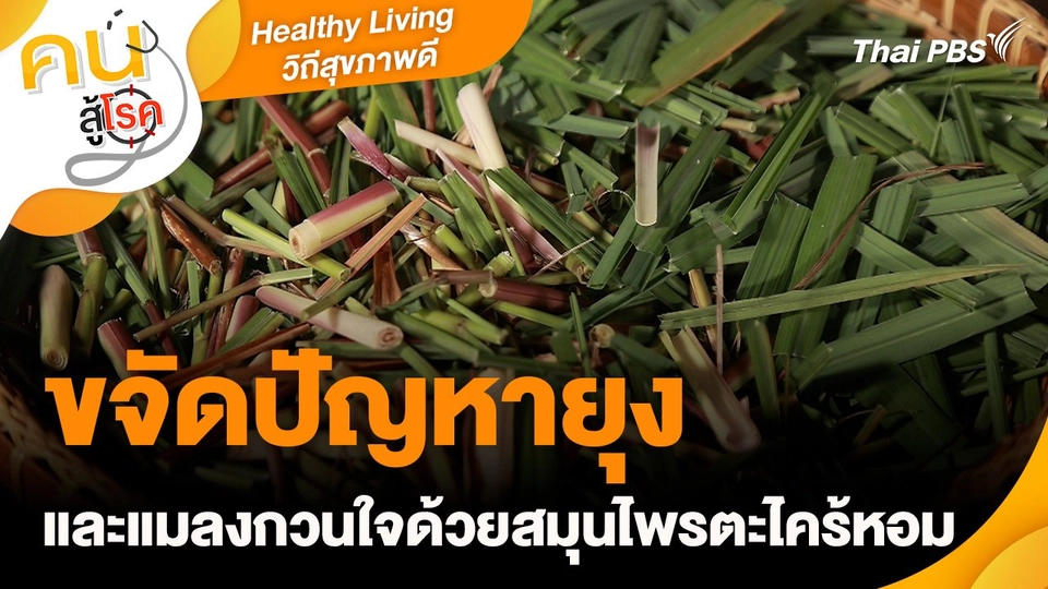 Healthy Living วิถีสุขภาพดี : ขจัดปัญหายุง และแมลงกวนใจด้วยสมุนไพรตะไคร้หอม