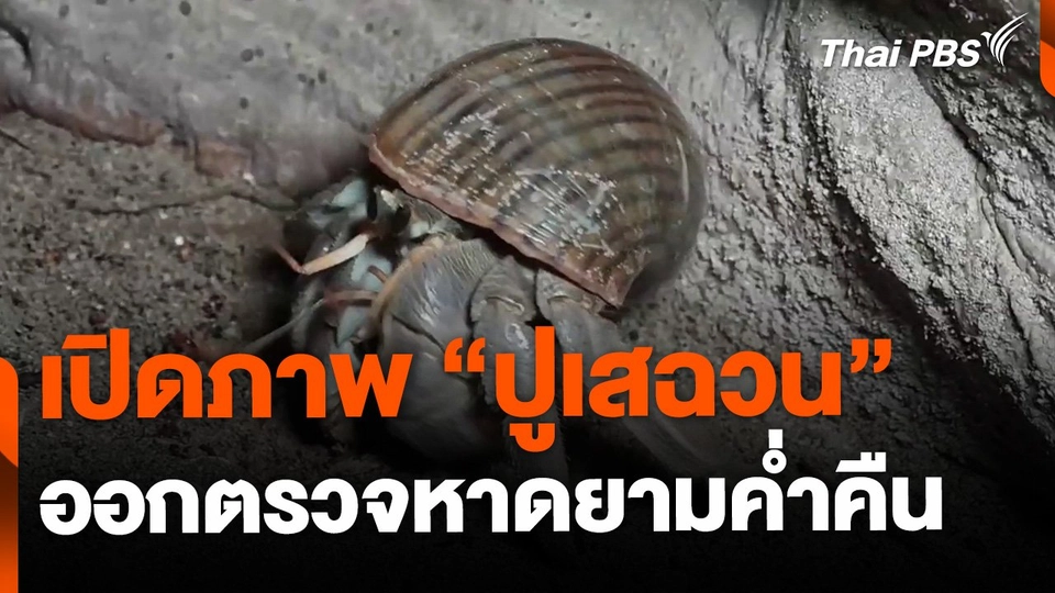 เปิดภาพ "ปูเสฉวน" ออกหากินยามค่ำคืน