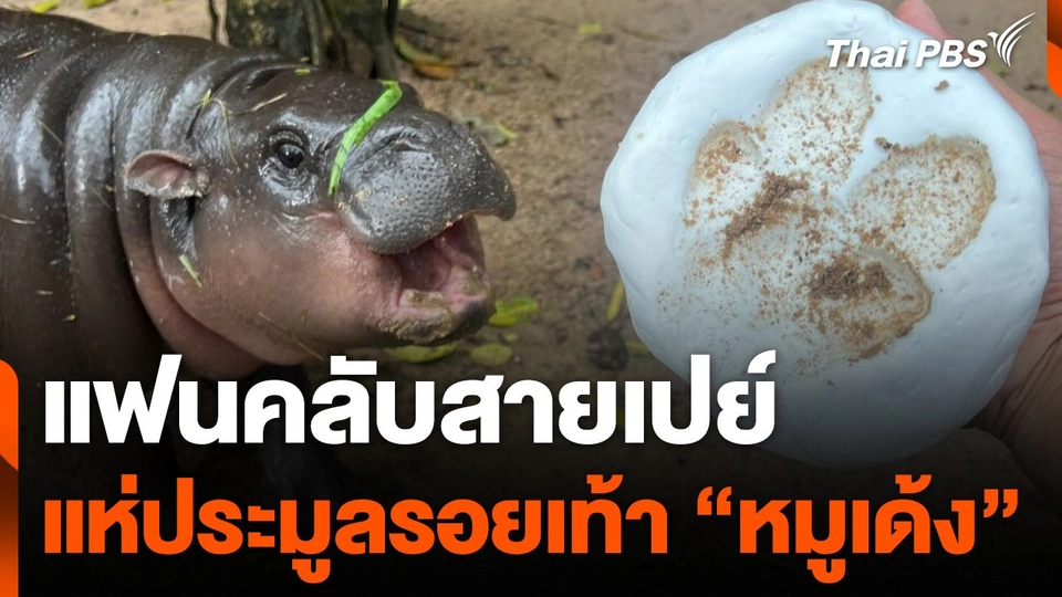 แฟนคลับสายเปย์ แห่ประมูลรอยเท้า "หมูเด้ง"