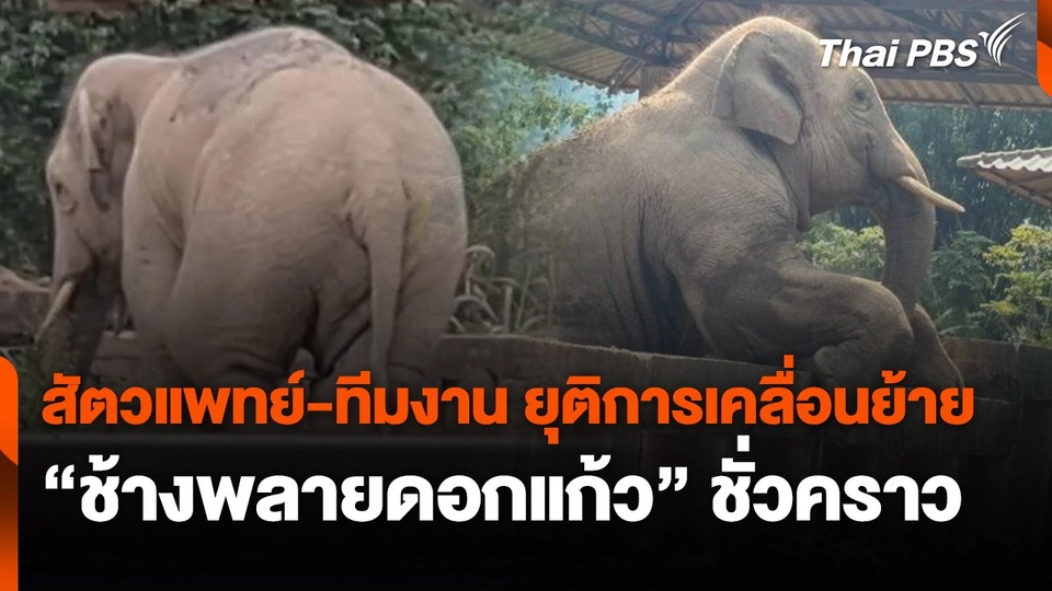 สัตวแพทย์-ทีมงาน ยุติการเคลื่อนย้าย "ช้างพลายดอกแก้ว" ชั่วคราว