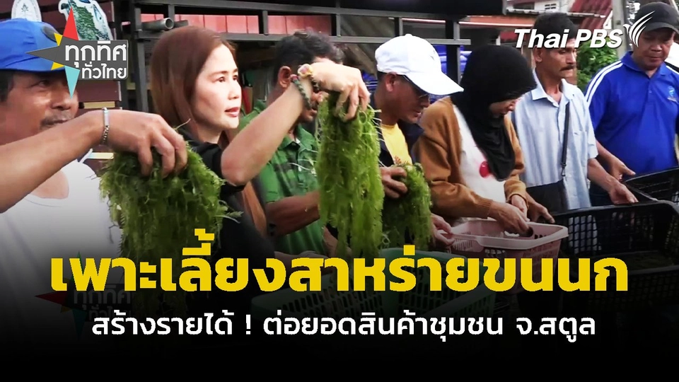 เพาะเลี้ยงสาหร่ายขนนก สร้างรายได้ ! ต่อยอดสินค้าชุมชน จ.สตูล | ทุกทิศทั่วไทย | 21 ต.ค. 67