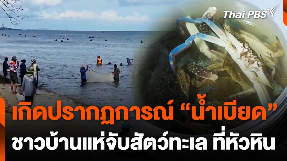 เกิดปรากฏการณ์ "น้ำเบียด" ชาวบ้านแห่จับสัตว์ทะเลแน่นหาดหัวหิน