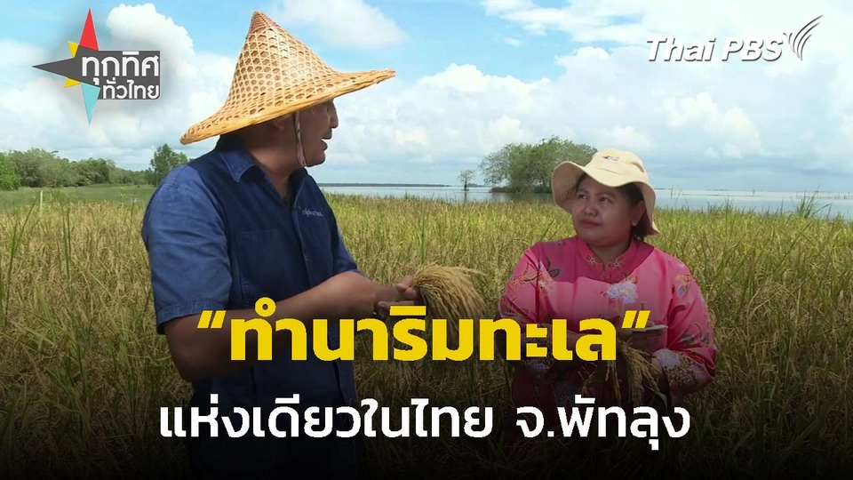ทำนาริมเลหนึ่งเดียวของไทย จ.พัทลุง  ทุกทิศทั่วไทย