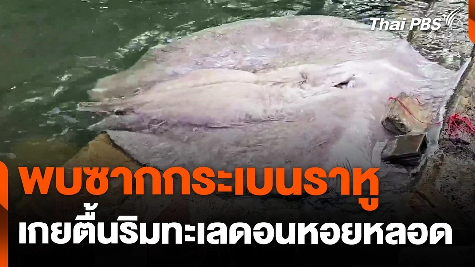 พบซาก "กระเบนราหู" ถูกตัดหาง เกยตื้นริมทะเลดอนหอยหลอด