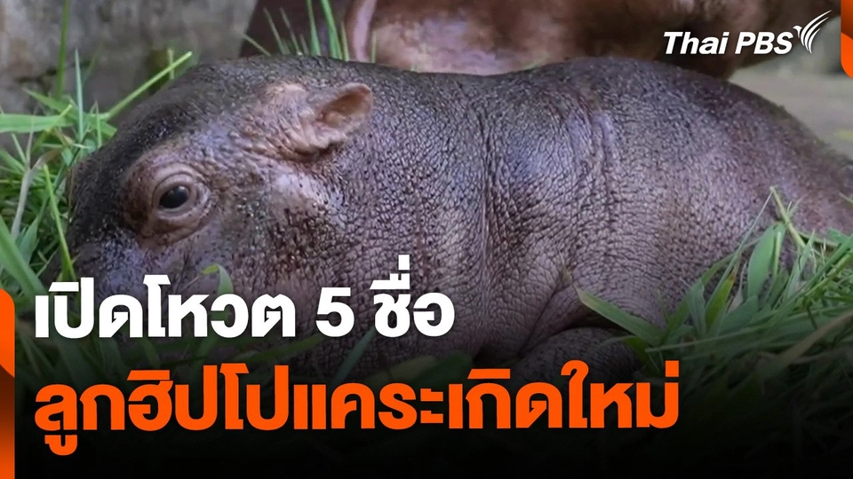 เปิดโหวต 5 ชื่อลูกฮิปโปแคระเกิดใหม่