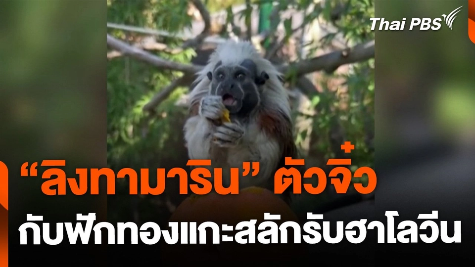 ลิงทามาริน หัวปุยฝ้ายตัวจิ๋ว