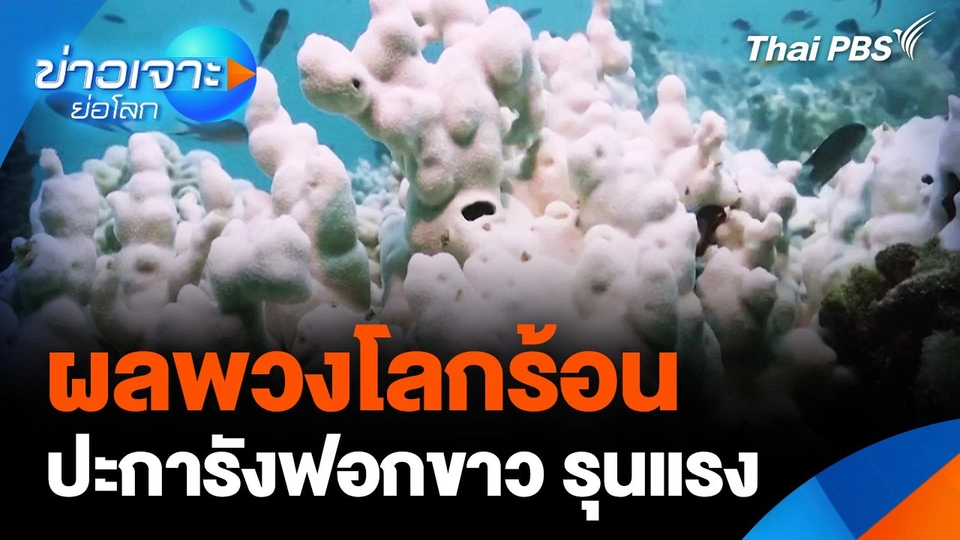 "ปะการังฟอกขาว" รุนแรง ผลพวงโลกร้อน