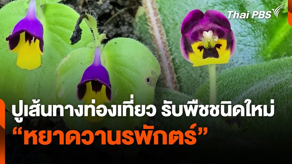 ปูเส้นทางท่องเที่ยว รับพืชชนิดใหม่ "หยาดวานรพักตร์"