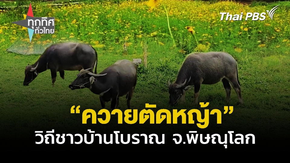 ใช้"ควายตัดหญ้า" เตรียมพื้นที่รับท่องเที่ยว จ.พิษณุโลก | ทุกทิศทั่วไทย  | 25 ต.ค. 67