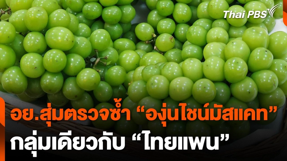 อย.สุ่มตรวจซ้ำ "องุ่นไชน์มัสแคท" กลุ่มเดียวกับ "ไทยแพน"