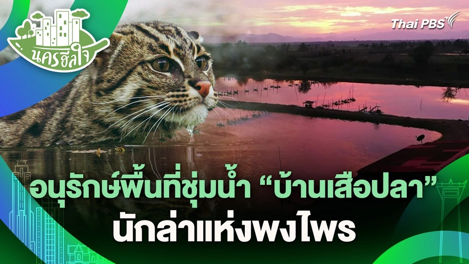 นครฮีลใจ : อนุรักษ์พื้นที่ชุ่มน้ำ "บ้านเสือปลา" นักล่าแห่งพงไพร