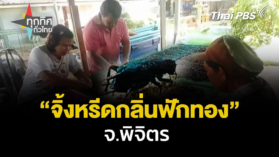 ครูสาวเลี้ยง"จิ้งหรีดกลิ่นฟักทอง" จ.พิจิตร | ทุกทิศทั่วไทย  | 29 ต.ค. 67