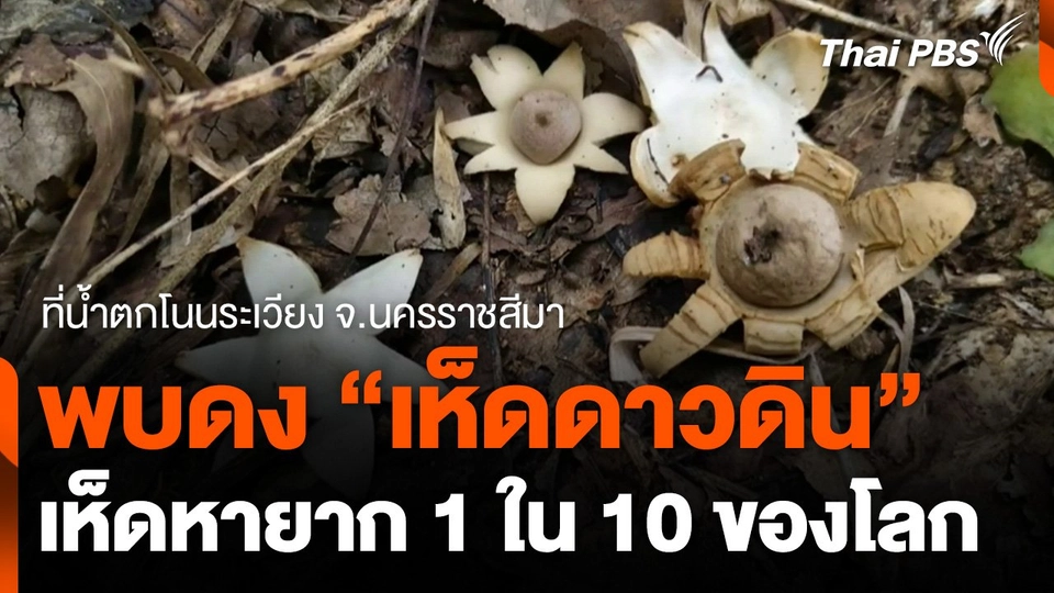 พบดงเห็ดดาวดินเห็ดหายาก 1 ใน 10 ของโลก ริมน้ำตกโนนระเวียง