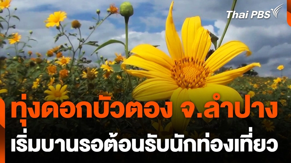 ทุ่งดอกบัวตอง จ.ลำปาง เริ่มบานรอต้อนรับนักท่องเที่ยว