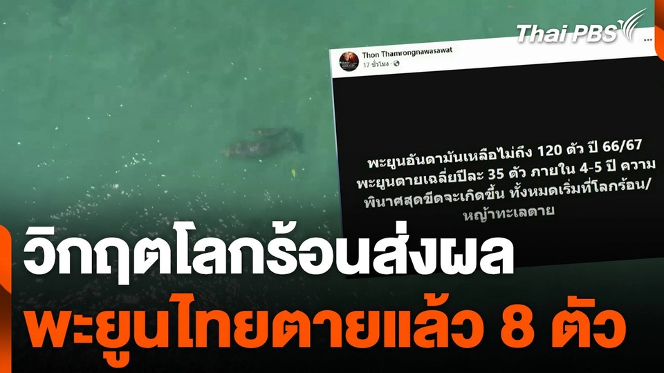 วิกฤตโลกร้อนส่งผลพะยูนไทยตายแล้ว 8 ตัว