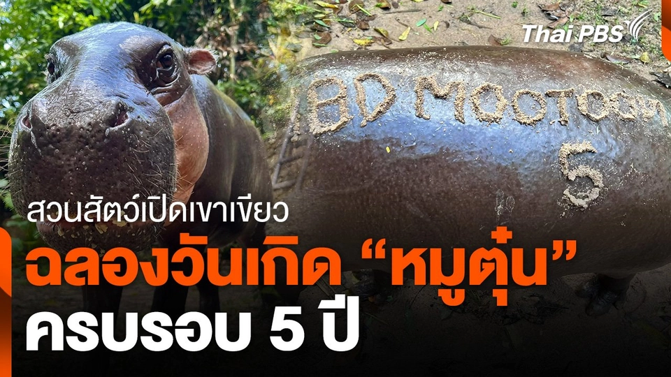 สวนสัตว์เปิดเขาเขียวฉลองวันเกิด "หมูตุ๋น" ครบรอบ 5 ปี