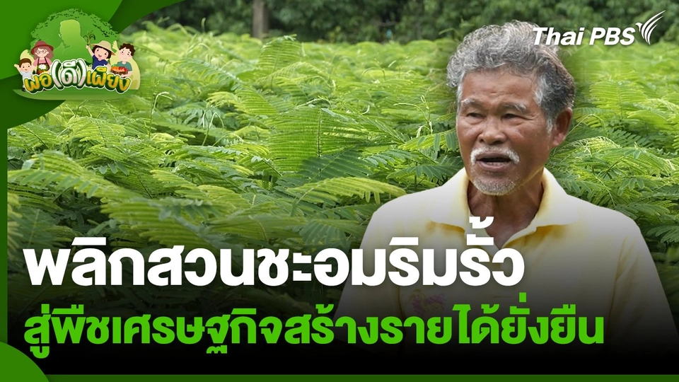 พอดีพอเพียง : พลิกสวนชะอมริมรั้ว สู่พืชเศรษฐกิจสร้างรายได้ยั่งยืน