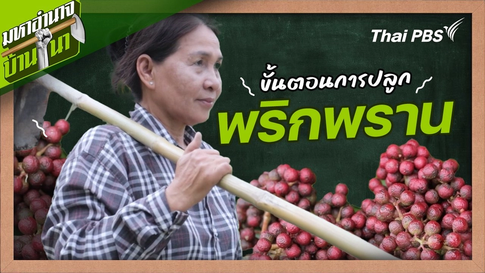 สูตรลับฉบับบ้านนา : ขั้นตอนการปลูกพริกพราน