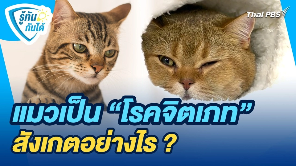 รู้ทันกันได้ : แมวเป็น "โรคจิตเภท" สังเกตอย่างไร ?