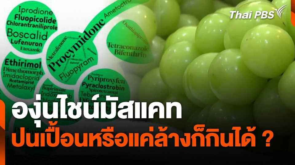 สถานีร้องเรียน : องุ่นไชน์มัสแคท ปนเปื้อนหรือแค่ล้างก็กินได้ ?