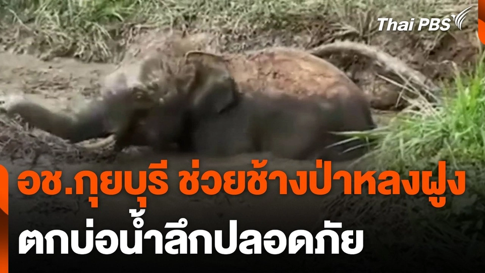 อช.กุยบุรี ช่วยช้างป่าหลงฝูงตกบ่อน้ำลึกปลอดภัย