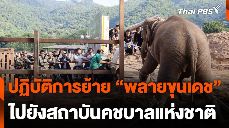 ปฏิบัติการย้าย "พลายขุนเดช" ไปยังสถาบันคชบาลแห่งชาติ