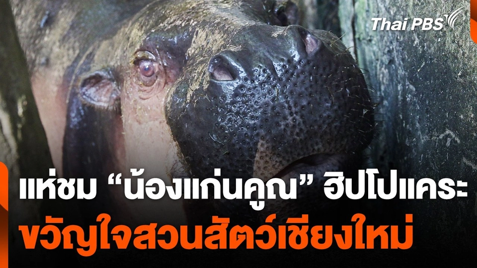 แห่ชม "น้องแก่นคูณ" ฮิปโปแคระ ขวัญใจสวนสัตว์เชียงใหม่