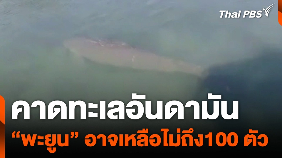 คาดทะเลอันดามัน "พะยูนตาย" เหลือไม่ถึง100 ตัว