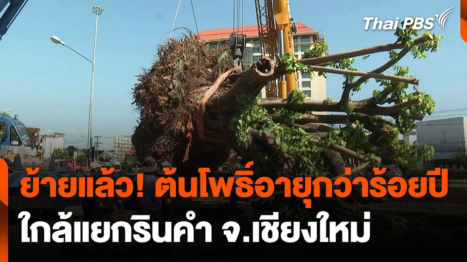 ย้ายต้นโพธิ์อายุกว่าร้อยปีใกล้แยกรินคำ จ.เชียงใหม่