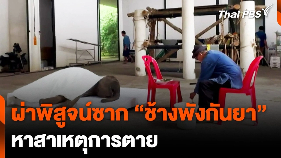 สัตวแพทย์ผ่าพิสูจน์ซาก “ช้างพังกันยา" หาสาเหตุการตาย