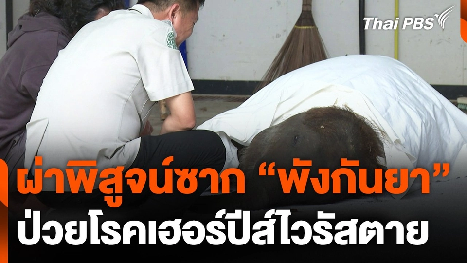 ผ่าพิสูจน์ซาก "พังกันยา" ป่วยโรคเฮอร์ปีส์ไวรัสตาย