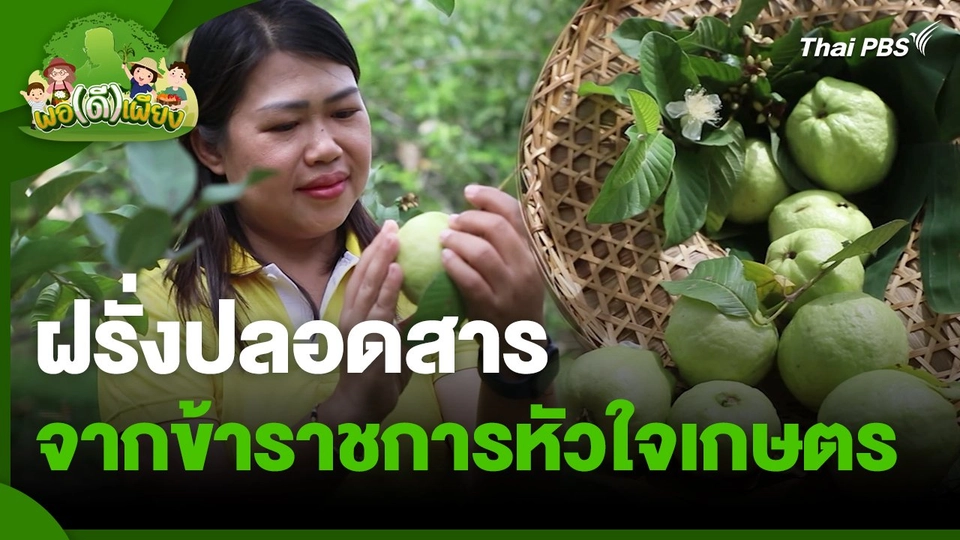 พอดีพอเพียง : ฝรั่งปลอดสาร จากข้าราชการหัวใจเกษตร
