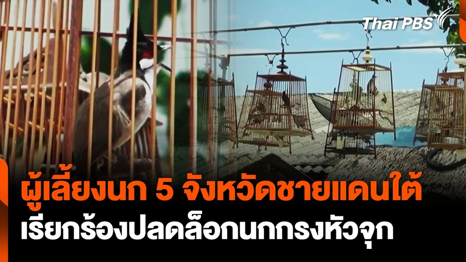ผู้เลี้ยงนก 5 จังหวัดชายแดนใต้ เรียกร้องปลดล็อกนกกรงหัวจุก