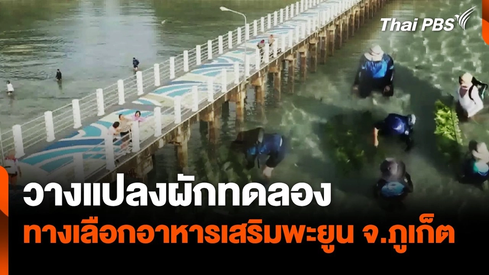 วางแปลงผักทดลองให้อาหารเสริมพะยูน จ.ภูเก็ต