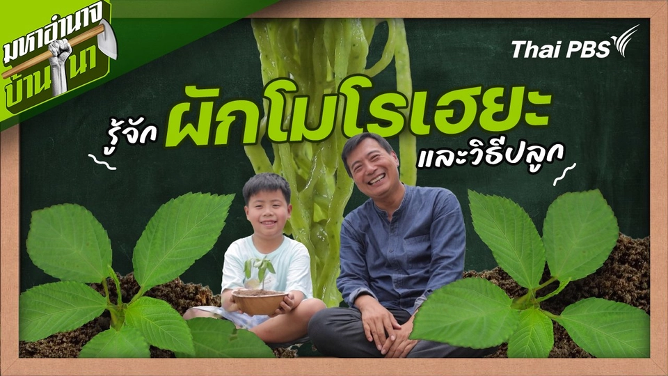 สูตรลับฉบับบ้านนา : รู้จักผักโมโรเฮยะและวิธีปลูก