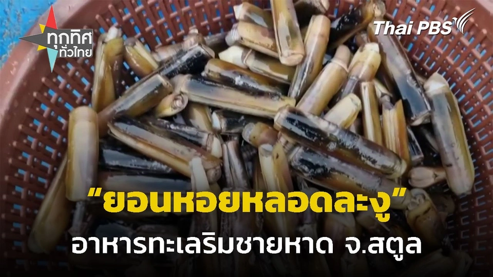 พาเที่ยวฤดูกาล "ยอนหอยหลอดละงู" จ.สตูล