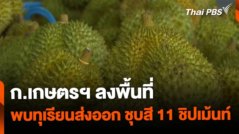 ก.เกษตรฯ พบทุเรียนส่งออก ชุบสี 11 ชิปเม้นท์