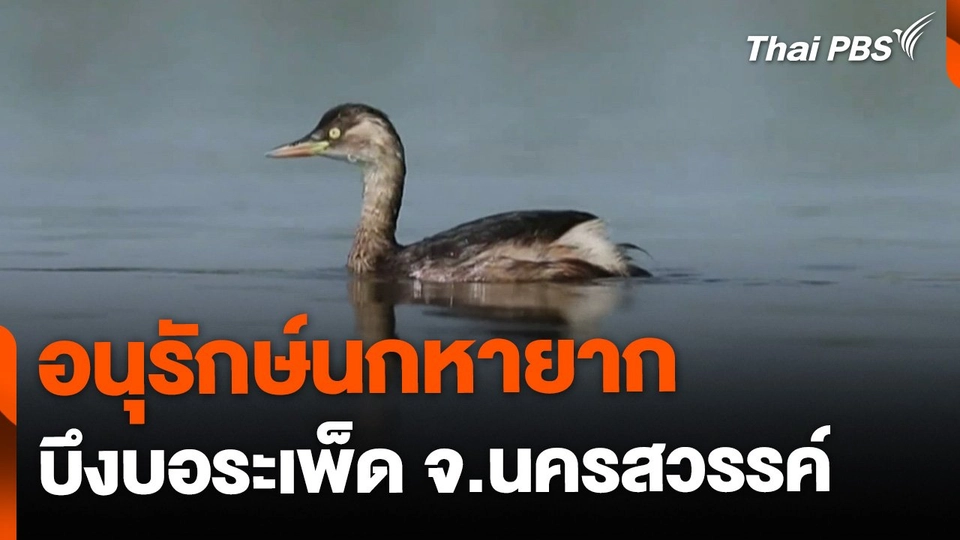 เตรียมอนุรักษ์นกหายาก บึงบอระเพ็ด จ.นครสวรรค์