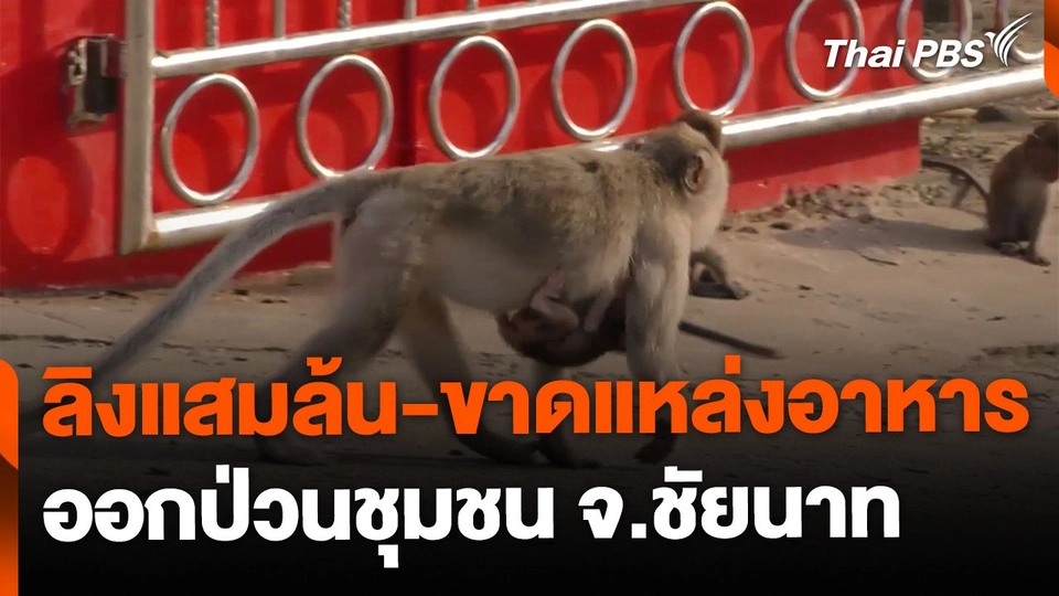 ลิงแสมล้น-ขาดแหล่งอาหาร ออกป่วนชุมชน จ.ชัยนาท