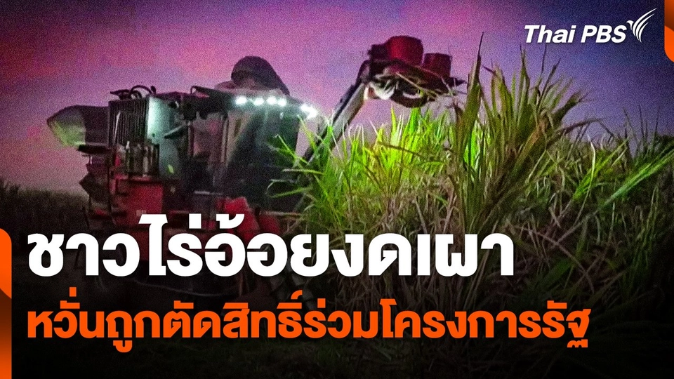 ชาวไร่อ้อยงดเผา หวั่นถูกตัดสิทธิ์ร่วมโครงการรัฐ