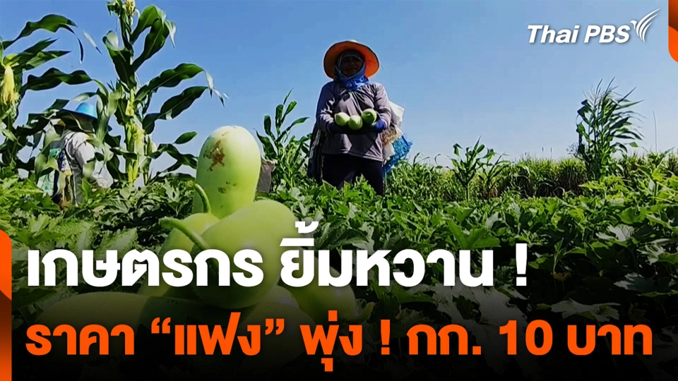 เกษตรกร ยิ้มหวาน ! ราคา “แฟง” พุ่ง ! กิโลกรัมละ 10 บาท