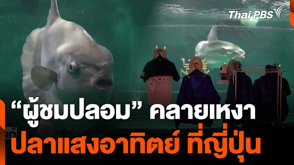 "ผู้ชมปลอม" คลายเหงาปลาแสงอาทิตย์ ที่ญี่ปุ่น