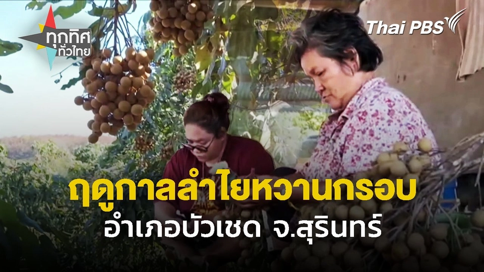 ฤดูกาลลำไยหวานกรอบ อำเภอบัวเชด จ.สุรินทร์