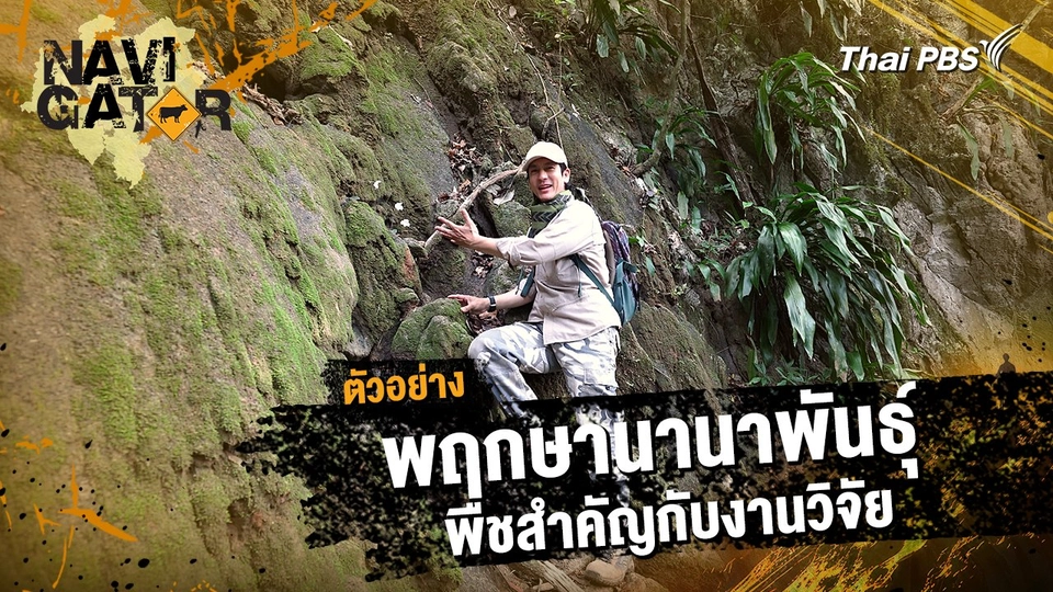 ตัวอย่าง | รายการ Navigator ตอน พฤกษานานาพันธุ์ พืชสำคัญกับงานวิจัย | 26 ม.ค. 68 10.00 น.