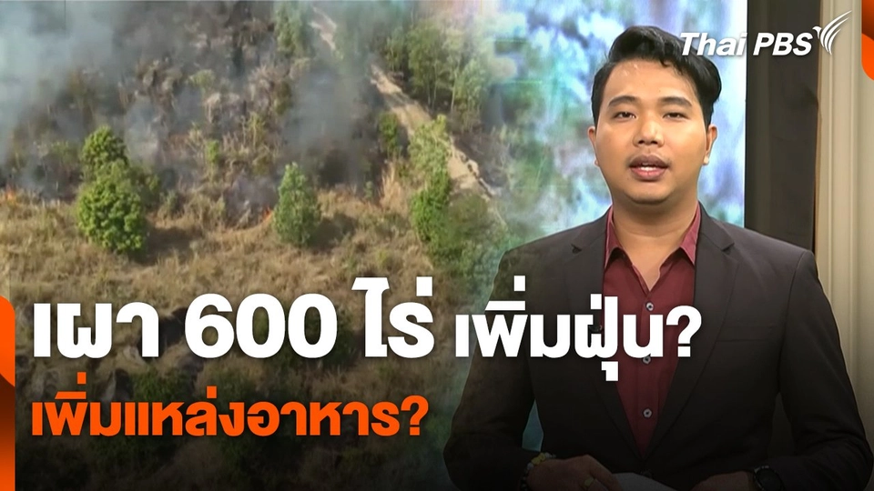 สถานีร้องเรียน : เผา 600 ไร่ เพิ่มฝุ่น? เพิ่มแหล่งอาหาร?